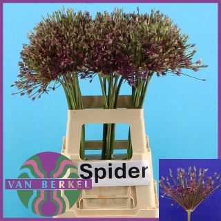 ALLIUM SPIDER 70cm - D