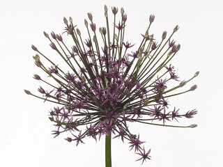 ALLIUM SPIDER 70cm - D