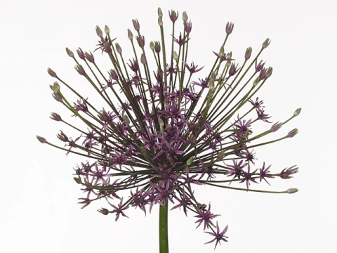 ALLIUM SPIDER 70cm - D