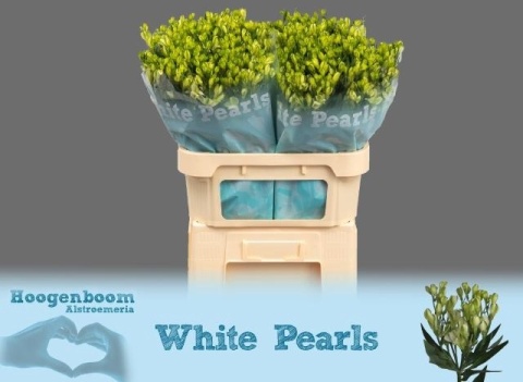 ALST FL WHITE PEARLS Extra 75cm - D