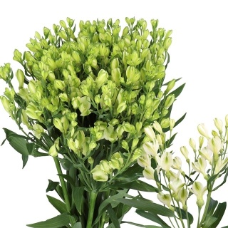ALST FL WHITE PEARLS Extra 75cm - D