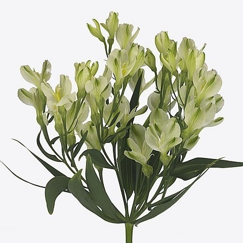 ALST FL WHITE PEARLS Extra 75cm - D