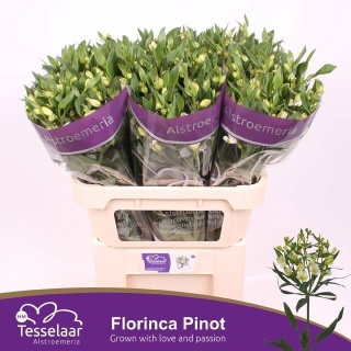 ALST FL PINOT 75cm - D