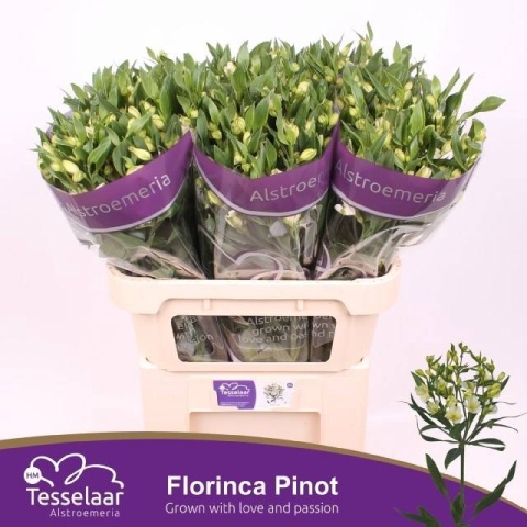 ALST FL PINOT 75cm - D