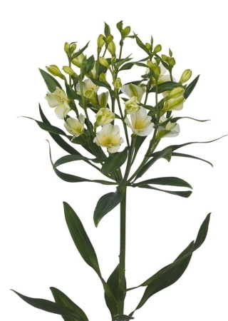 ALST FL PINOT 60cm - D