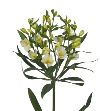ALST FL PINOT 75cm - D