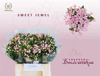 BOU EN SWEET JEWEL 40cm - D