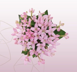 BOU EN SWEET JEWEL 40cm - D
