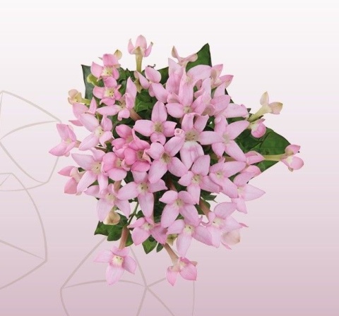 BOU EN SWEET JEWEL 40cm - D