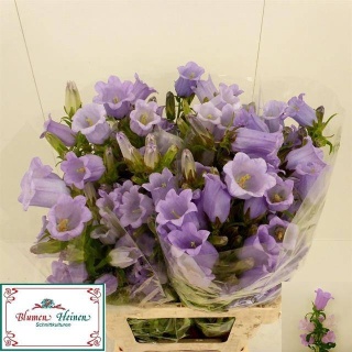 CAMP M CHAMPION LILAC 65cm - D