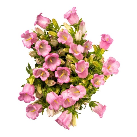 CAMP M CHAMPION PINK 65cm - D