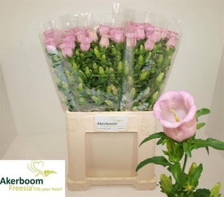 CAMP M CHAMPION PINK 65cm - D