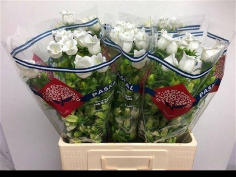 CAMP M CHAMPION WHITE 65cm - D