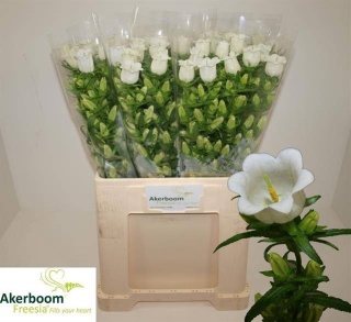 CAMP M CHAMPION WHITE 65cm - D