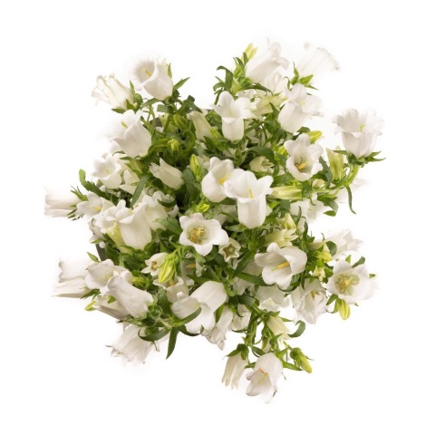 CAMP M CHAMPION WHITE 65cm - D