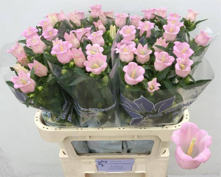 CAMP M PEARL PINK 70cm - D
