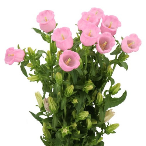 CAMP M PEARL PINK 70cm - D
