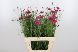 CENTAUREA PINK 50cm - D