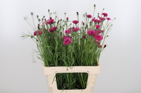 CENTAUREA PINK 50cm - D