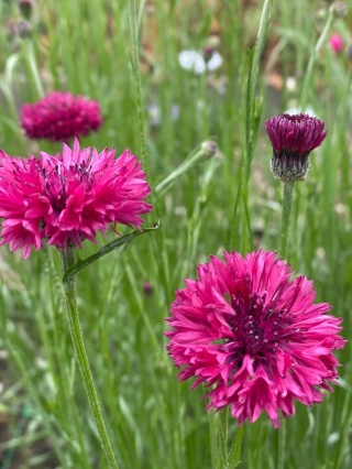 CENTAUREA PINK 50cm - D