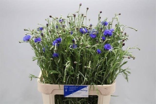 CENTAU CYANUS 80cm - D
