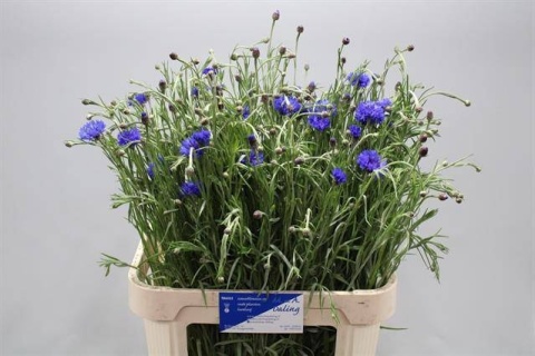 CENTAU CYANUS 80cm - D