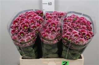 CHR S DOPPIA 55cm - D