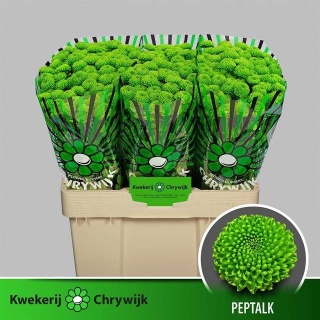 CHR S PEPTALK 55cm/1200G - D