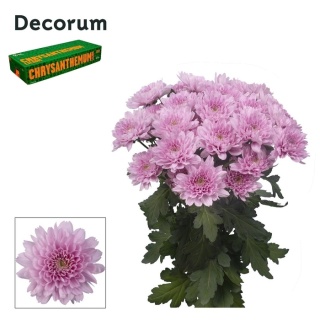 CHR T KALIMBA Decorum 70cm/85g - D