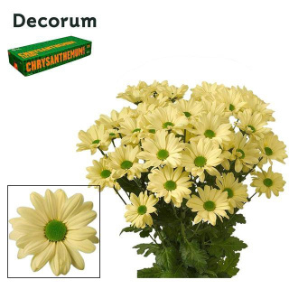 CHR T KENNEDY CREAM 70cm - D