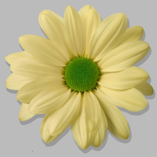CHR T KENNEDY CREAM 70cm - D