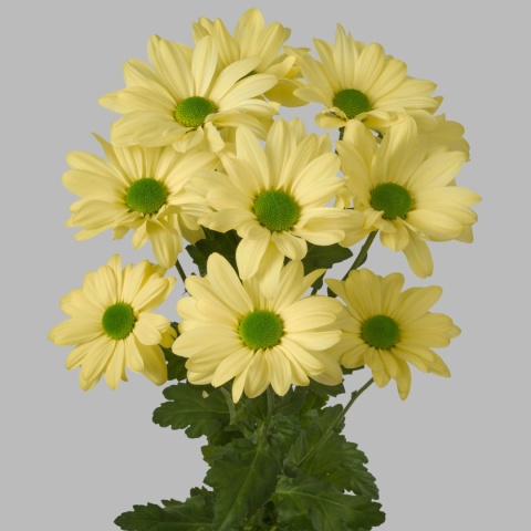 CHR T KENNEDY CREAM 70cm - D