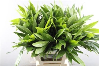 COCCULUS LAURIFOLIUS 50cm - D