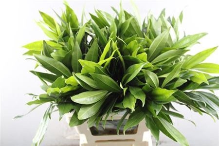 COCCULUS LAURIFOLIUS 50cm - D