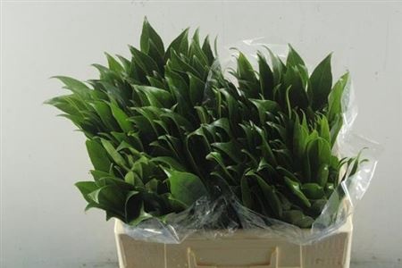 COCCULUS LAURIFOLIUS 50cm - D