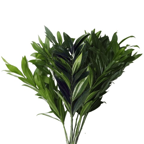 COCCULUS LAURIFOLIUS 50cm - D