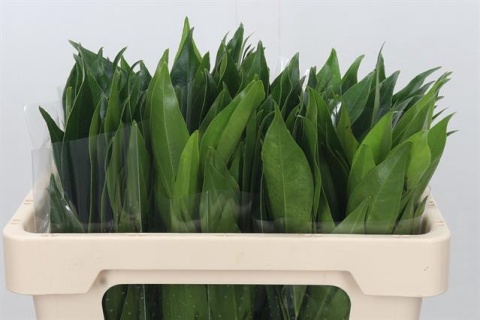 COCCULUS LAURIFOLIUS 50cm - D