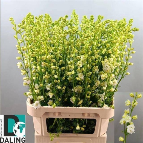 CONS R Q White 70cm - D