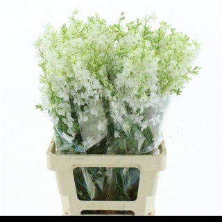 CONS R Q White 70cm - D