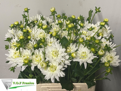 DAHL KARMA MAA ZWAAN 55cm - D
