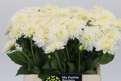 DAHL WHITE CAP 40cm - D