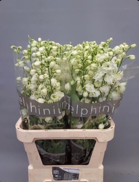 DELPH DU CENTU WHITE 90cm - D