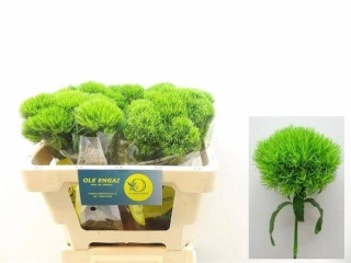 DI BARB KIWI MELLOW 50cm - D