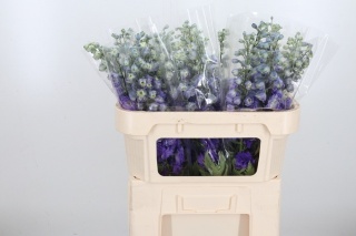 Delph El Dev Pur Hrt 70cm -D