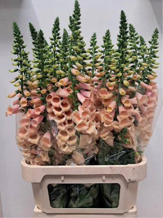 DIGI CAMELOT ROSE 90cm - D