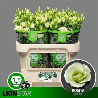 EUS G ROSI GREEN 70cm - D