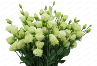 EUS G ROSI GREEN 70cm - D
