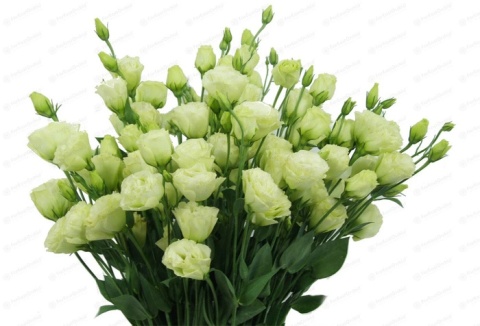 EUS G ROSI GREEN 70cm - D