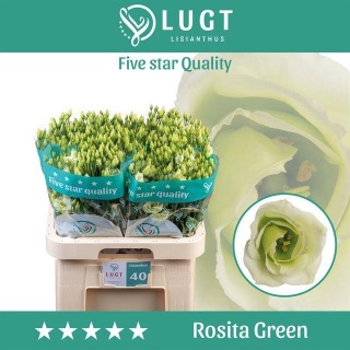 EUS G ROSI GREEN 70cm - D