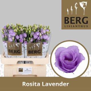 EUS G ROSI LAVENDER 70cm - PROMO